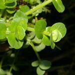 Bacopa salzmannii leaf picture by Nelson Zamora Villalobos (cc-by-nc)