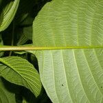 Cinchona pubescens leaf picture by Nelson Zamora Villalobos (cc-by-nc)