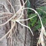 Tillandsia caliginosa habit picture by Trap Hers (cc-by-sa)