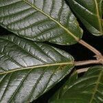 Ficus brevibracteata leaf picture by Nelson Zamora Villalobos (cc-by-nc)