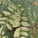 Glycyrrhiza glabra leaf picture by Angel Sz (cc-by-sa)
