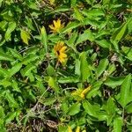 Helianthus debilis leaf picture by Mary Pead (cc-by-sa)