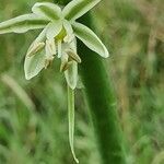 Albuca virens flower picture by susan brown (cc-by-sa)