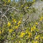 Larrea divaricata habit picture by Trap Hers (cc-by-sa)