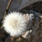 Sonchus tenerrimus fruit picture by Francois Mansour (cc-by-sa)