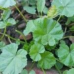Malva pusilla leaf picture by arieal jenkins (cc-by-sa)