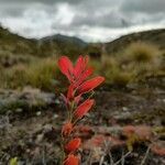 Castilleja integrifolia flower picture by Gabriel Ollivier (cc-by-sa)