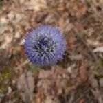 Jasione montana flower picture by Antonio Ezquerro A. (cc-by-sa)