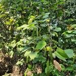 Bauhinia acuminata habit picture by Prasanta Hembram (cc-by-sa)