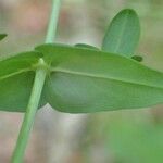Hypericum pulchrum leaf picture by Yoan MARTIN (cc-by-sa)