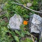 Calendula stellata flower picture by Greyson Photography (cc-by-sa)