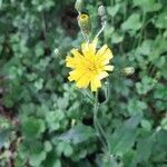 Hieracium murorum flower picture by Souris (cc-by-sa)