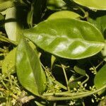 Tassadia obovata leaf picture by Nelson Zamora Villalobos (cc-by-nc)