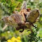 Argyrolobium fischeri fruit picture by susan brown (cc-by-sa)
