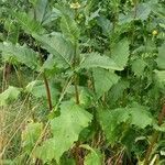 Silphium perfoliatum habit picture by Tim Lorenz (cc-by-sa)