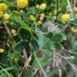 Trifolium hirtum leaf picture by Jorge Iglesias (cc-by-sa)