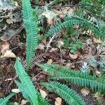 Blechnum spicant leaf picture by Fresno Conrado (cc-by-sa)