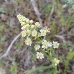 Toxicoscordion paniculatum flower picture by Chris Cleveland (cc-by-sa)