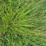 Heteropogon contortus habit picture by susan brown (cc-by-sa)