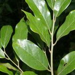 Ocotea mollicella leaf picture by Nelson Zamora Villalobos (cc-by-nc)