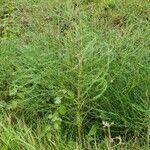 Asparagus officinalis habit picture by Michel Woitiez (cc-by-sa)