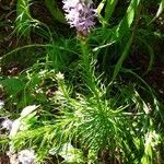 Liatris punctata leaf picture by Spitzer Annabelle (cc-by-sa)