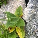 Doronicum carpetanum leaf picture by Diego Alex (cc-by-sa)