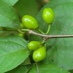 Lindera benzoin fruit picture by Lily Jones (cc-by-sa)