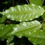 Lecythis ampla leaf picture by Nelson Zamora Villalobos (cc-by-nc)