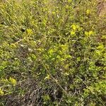 Jasminum grandiflorum habit picture by susan brown (cc-by-sa)