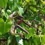 Aristolochia ringens flower picture by Victoria Chaves Ramirez (cc-by-sa)