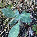 Hieracium phlomoides leaf picture by Fabien Anthelme (cc-by-sa)