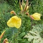 Oenothera glazioviana flower picture by Thierry Masson (cc-by-sa)