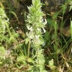 Stachys ocymastrum flower picture by Bernard SOULIER (cc-by-sa)