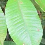 Chrysophyllum oliviforme leaf picture by Trap Hers (cc-by-sa)