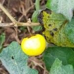 Solanum viarum fruit picture by Trap Hers (cc-by-sa)