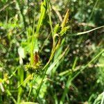 Carex extensa flower picture by Ugoline Jacquot (cc-by-sa)