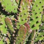 Opuntia monacantha leaf picture by Monteiro Henrique (cc-by-sa)
