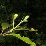 Ocotea floribunda fruit picture by Nelson Zamora Villalobos (cc-by-nc)