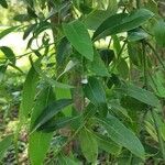 Ocotea acutifolia leaf picture by Natalia Gomez (cc-by-sa)