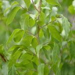 Casearia praecox leaf picture by Nelson Zamora Villalobos (cc-by-nc)
