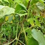 Pueraria montana leaf picture by marjie esteban (cc-by-sa)
