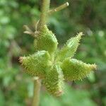 Dictamnus albus fruit picture by Sylvain Piry (cc-by-sa)