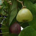 Hernandia nymphaeifolia fruit picture by Daniel Barthelemy (cc-by-sa)