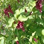 Leycesteria formosa habit picture by Fabrice Rubio (cc-by-sa)