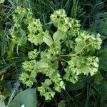 Euphorbia peplus habit picture by Jean-René Girardeau (cc-by-sa)