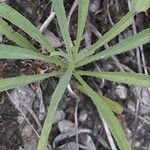 Jasonia tuberosa leaf picture by jeclerencia (cc-by-sa)