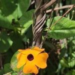 Thunbergia alata flower picture by pham Nolan (cc-by-sa)
