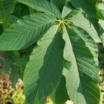 Aesculus californica leaf picture by Michelle Michelle (cc-by-sa)