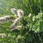 Mentha suaveolens flower picture by Morera Txema (cc-by-sa)